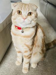 Reunited Male Cat last seen Ninth and Doug Leavens, Mississauga, ON L5N 7J3