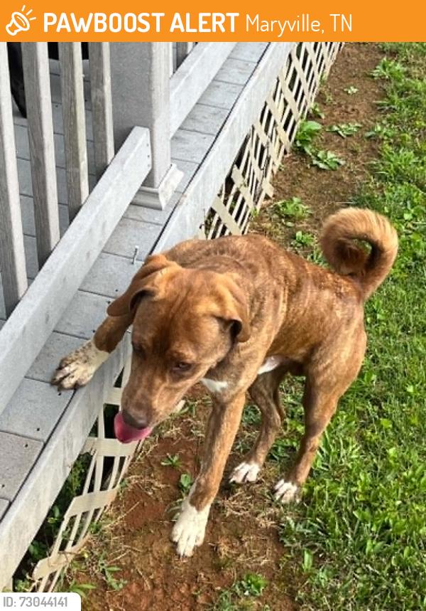 Found/Stray Male Dog last seen Near Paradise Hills Drive, Maryville, TN 37804, Maryville, TN 37804
