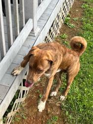 Found/Stray Male Dog last seen Near Paradise Hills Drive, Maryville, TN 37804, Maryville, TN 37804