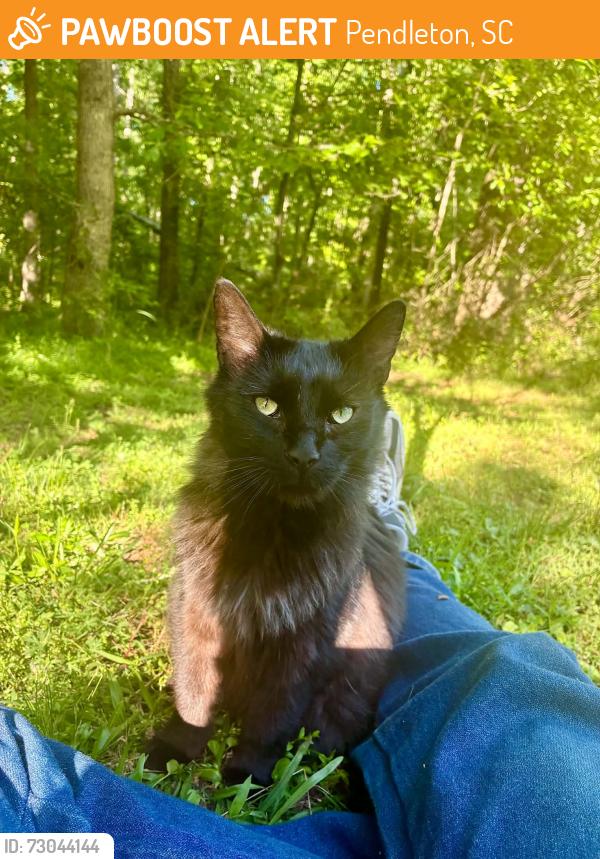 Found/Stray Female Cat last seen Near and Pickens Dr., Pendleton, SC 29670