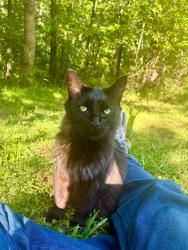 Found/Stray Female Cat last seen Near and Pickens Dr., Pendleton, SC 29670