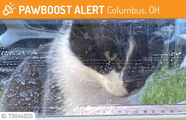 Found/Stray Male Cat last seen Center Court Apts, Kingshill Dr, Columbus, OH 43229