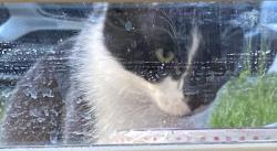 Found/Stray Male Cat last seen Center Court Apts, Kingshill Dr, Columbus, OH 43229