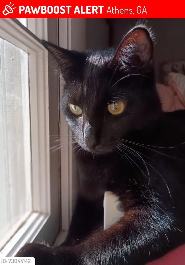 Lost Male Cat last seen Whitehead Elementary School, Athens, GA 30606