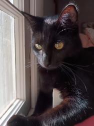 Lost Male Cat last seen Whitehead Elementary School, Athens, GA 30606