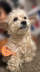 Reunited Female Dog last seen Montgomery rd , Cincinnati, OH 45207