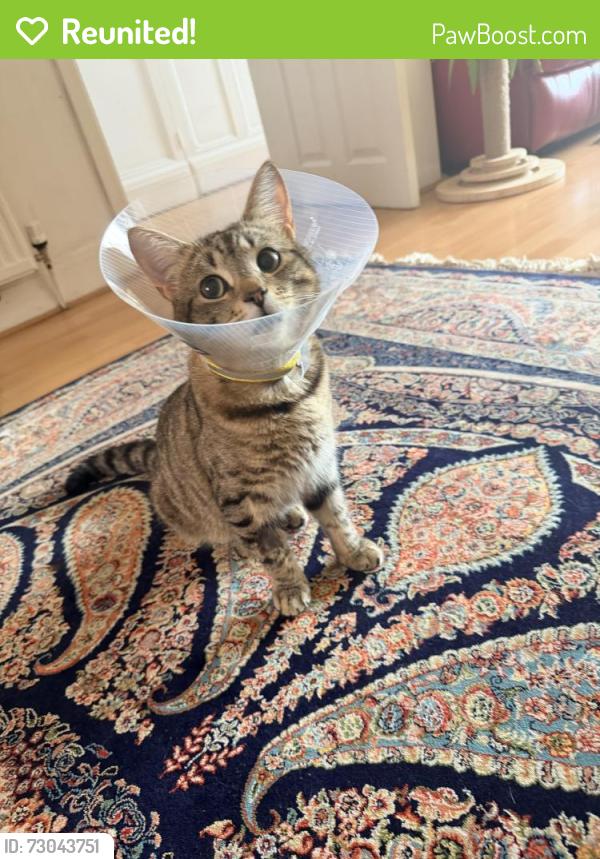 Reunited Male Cat last seen Smedley park , Cheetham Hill, England M8 8XG