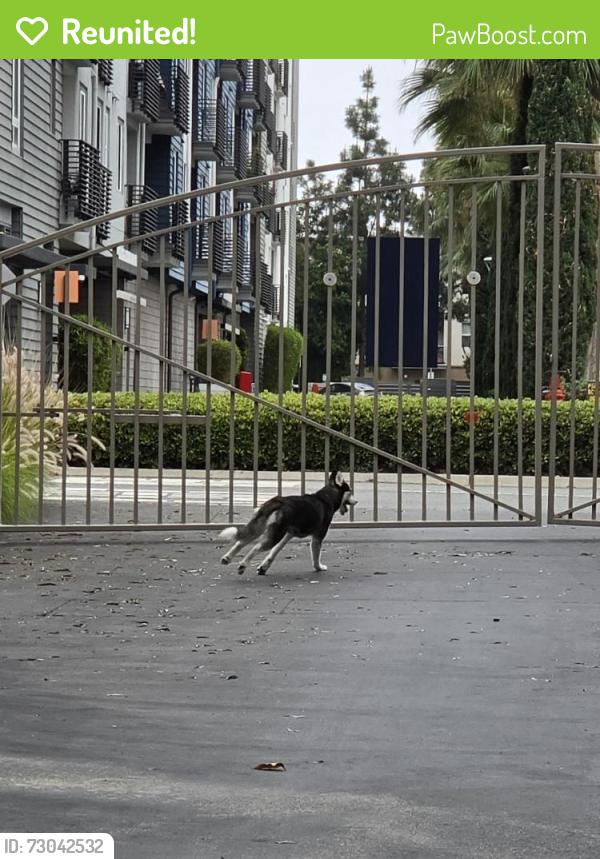 Reunited Unknown Dog last seen By Tori Sushi, Orange, CA 92868