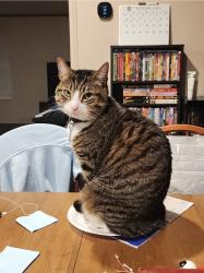 Lost Female Cat last seen Main and State street, White Pine, TN 37890