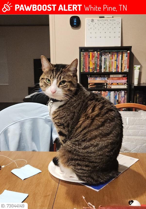 Lost Female Cat last seen Main and State street, White Pine, TN 37890