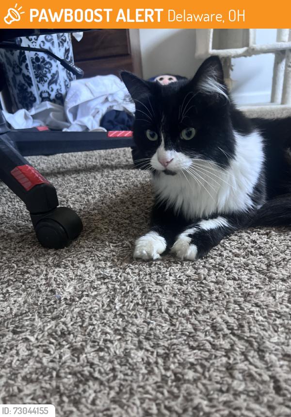 Found/Stray Unknown Cat last seen Stratford rd & potomac, Delaware, OH 43015