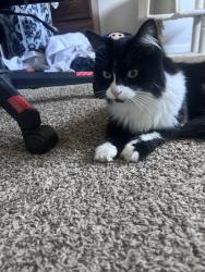 Found/Stray Unknown Cat last seen Stratford rd & potomac, Delaware, OH 43015