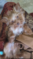 Lost Male Dog last seen Vista Lane/Hillview Dr, Pell City, AL 35125