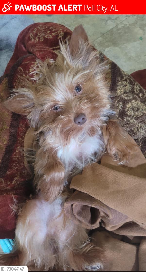 Lost Male Dog last seen Vista Lane/Hillview Dr, Pell City, AL 35125