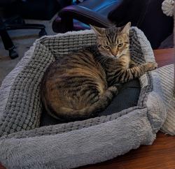 Lost Female Cat last seen Nevada and Rowan , Spokane, WA 99207