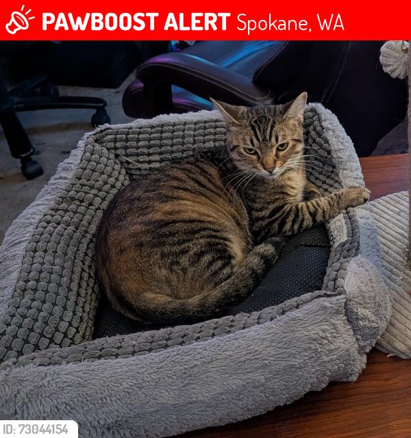 Lost Female Cat last seen Nevada and Rowan , Spokane, WA 99207