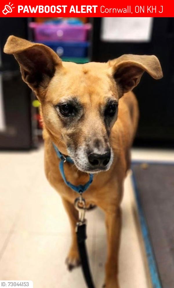 Lost Female Dog last seen Near boundary Cornwall Ontario , Cornwall, ON K6H 6J5