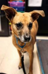Lost Female Dog last seen Near boundary Cornwall Ontario , Cornwall, ON K6H 6J5