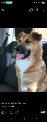 Lost Female Dog last seen Red oak, Jacksonville, FL 32277