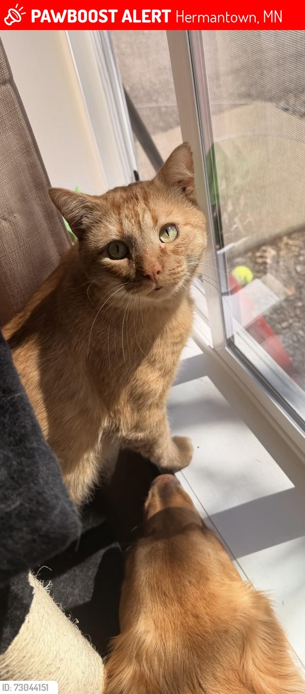 Lost Male Cat last seen Deerfield s, Hermantown, MN 55811