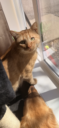 Lost Male Cat last seen Deerfield s, Hermantown, MN 55811