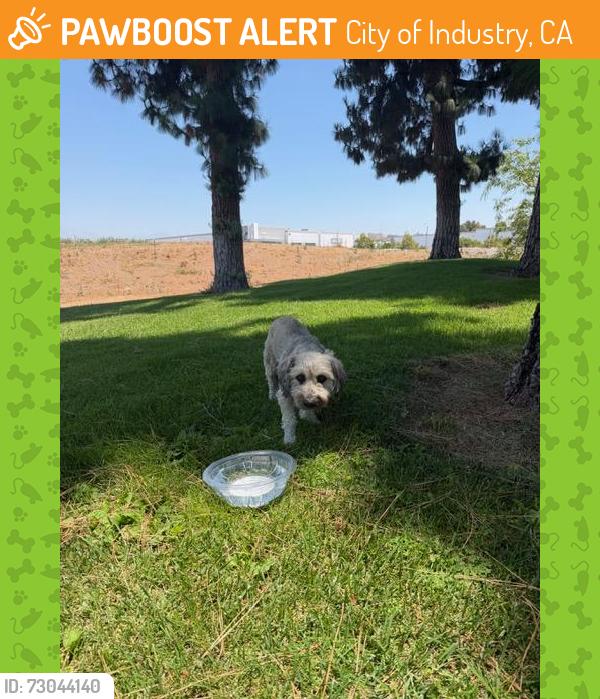 Found/Stray Male Dog last seen hmstd Museum underneath a tree by the pond. Don Julian Road, City of Industry, CA 91745