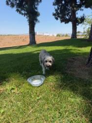 Found/Stray Male Dog last seen hmstd Museum underneath a tree by the pond. Don Julian Road, City of Industry, CA 91745