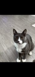 Lost Male Cat last seen Highland and orangethorpe, Fullerton, CA 92832