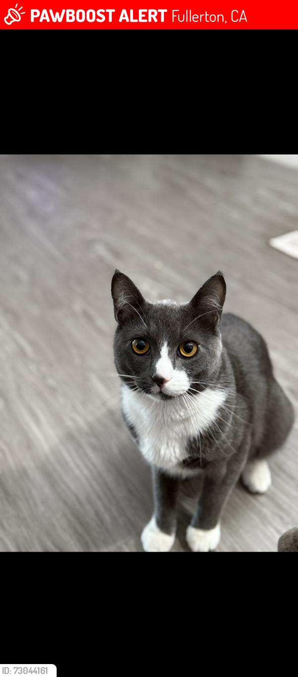 Lost Male Cat last seen Highland and orangethorpe, Fullerton, CA 92832