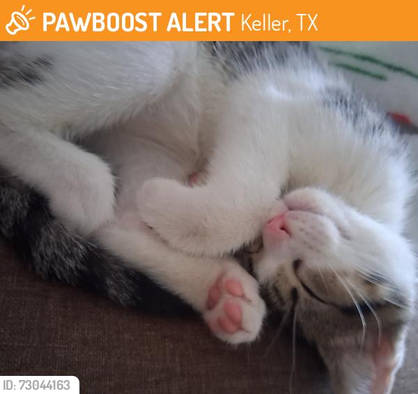 Found/Stray Female Cat last seen Chickfla bush, Keller, TX 76248