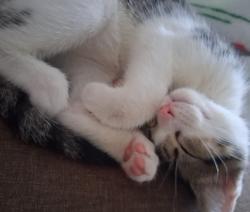 Found/Stray Female Cat last seen Chickfla bush, Keller, TX 76248
