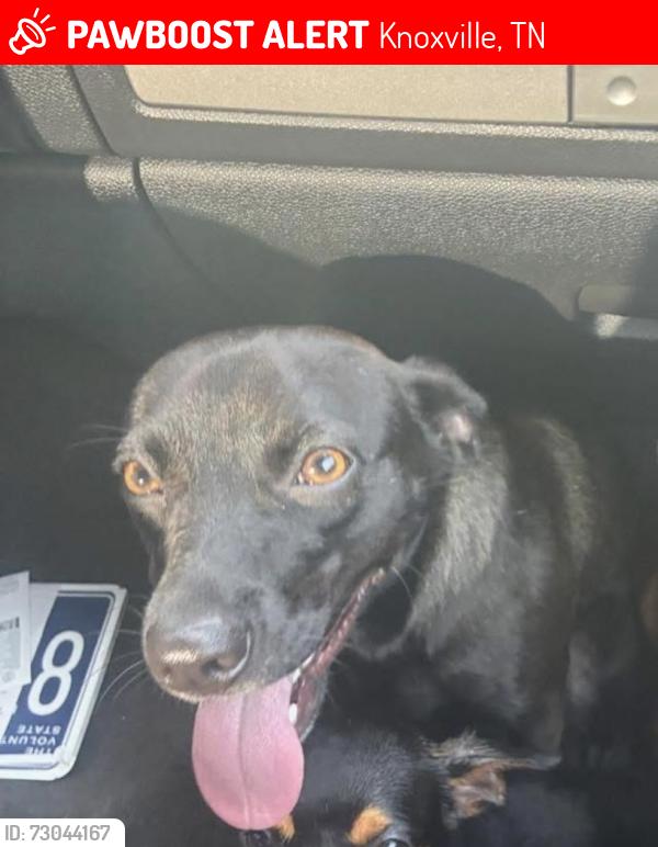 Lost Female Dog last seen e fifth ave, Knoxville, TN 37914