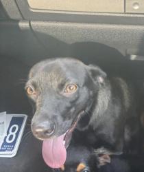 Lost Female Dog last seen e fifth ave, Knoxville, TN 37914