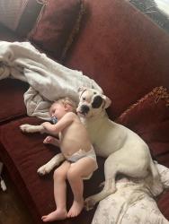 Lost Female Dog last seen Calico creek quilting or the trade station, Woodville, AL 35776