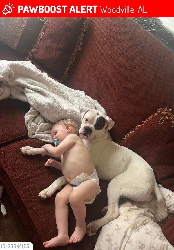Lost Female Dog last seen Calico creek quilting or the trade station, Woodville, AL 35776