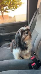 Lost Female Dog last seen S Garland Ave, Garland, TX 75041