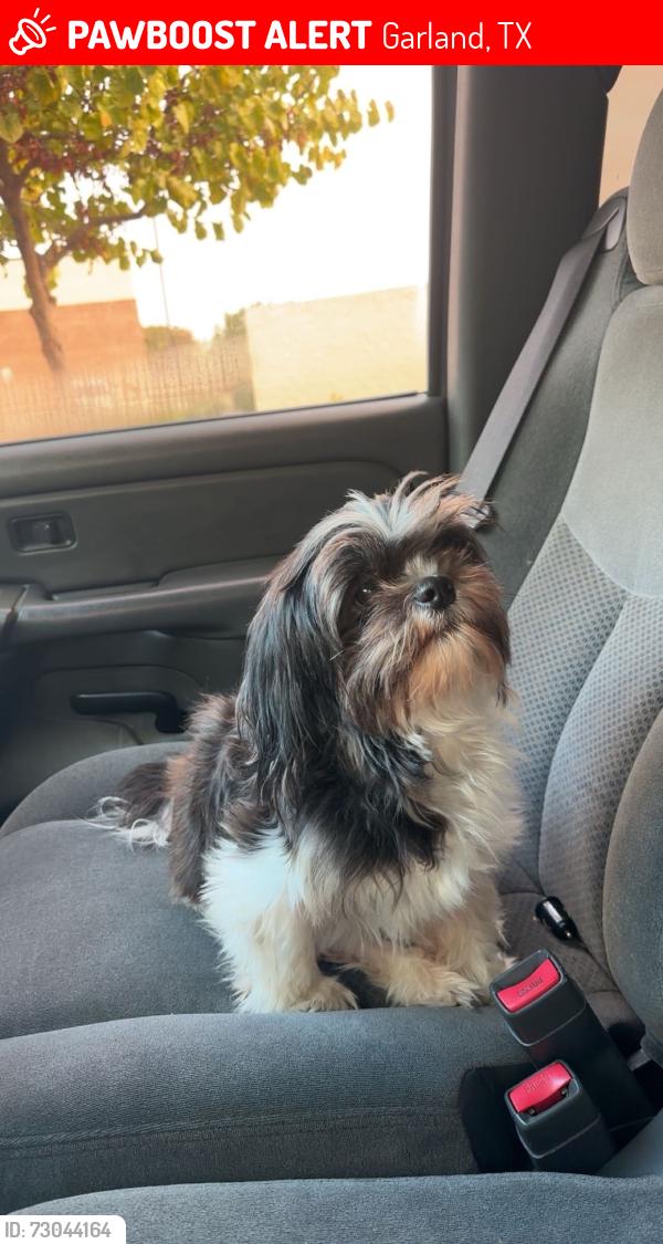 Lost Female Dog last seen S Garland Ave, Garland, TX 75041