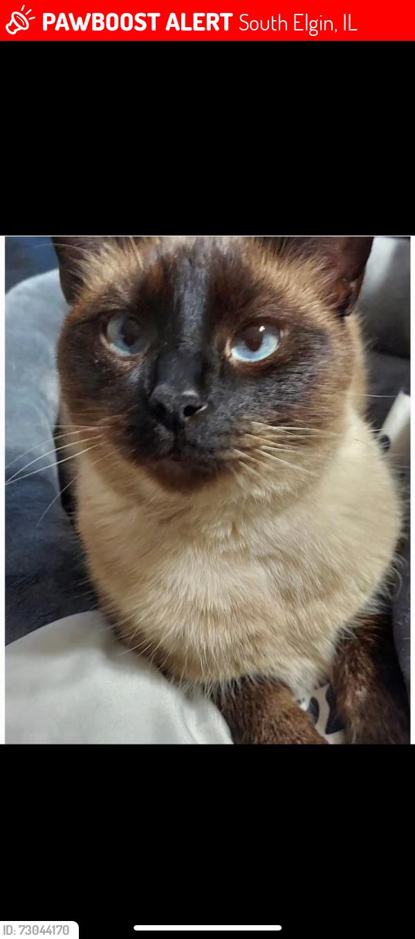 Lost Male Cat last seen High Elgin high school , South Elgin, IL 60177