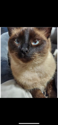 Lost Male Cat last seen High Elgin high school , South Elgin, IL 60177