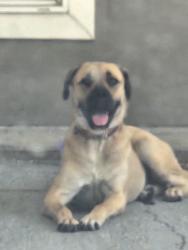 Found/Stray Female Dog last seen Pioner, Balch Springs, TX 75180