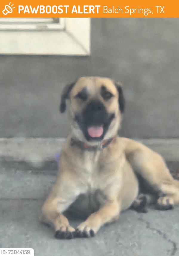 Found/Stray Female Dog last seen Pioner, Balch Springs, TX 75180