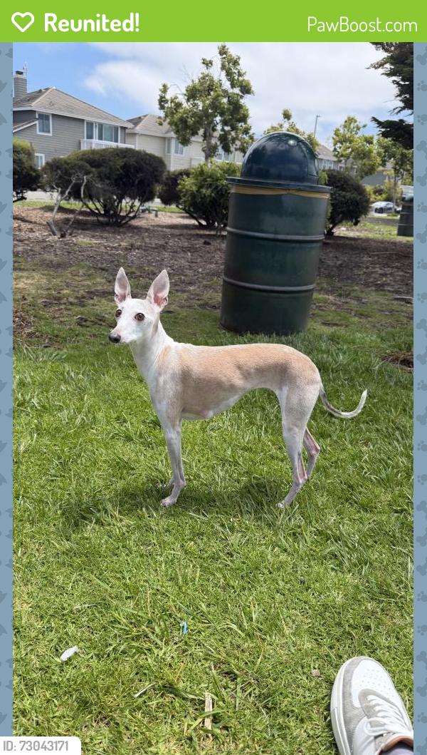 Reunited Female Dog last seen Sweet Way, Alameda, CA 94502