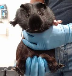 Shelter Stray Female Other last seen CROCKER AMAZON PARK - SOCCER FIELDS, 1419 Bryant St, San Francisco, CA 94103, USA