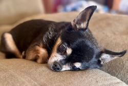 Lost Male Dog last seen Hillside Ave, Riverside, CA 92504