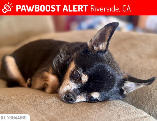 Lost Male Dog last seen Hillside Ave, Riverside, CA 92504