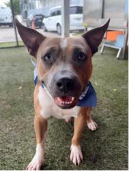 Shelter Stray Male Dog last seen Near BLOCK NW 37TH AVE, 3599 NW 79th Ave, Doral, FL 33122, USA