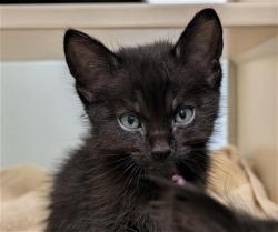 Shelter Stray Female Cat last seen Near BLOCK N CROWN BLVD, DENVER CO 80239, 1241 W Bayaud Ave, Denver, CO 80223, USA
