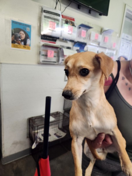 Shelter Stray Female Dog last seen , 1850 W 60th St, Los Angeles, CA 90047, USA