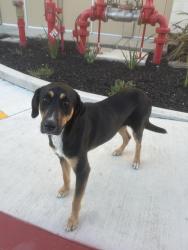 Found/Stray Male Dog last seen Vida at Mountain hse, Mountain House, CA 95391
