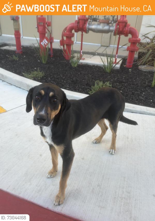 Found/Stray Male Dog last seen Vida at Mountain hse, Mountain House, CA 95391
